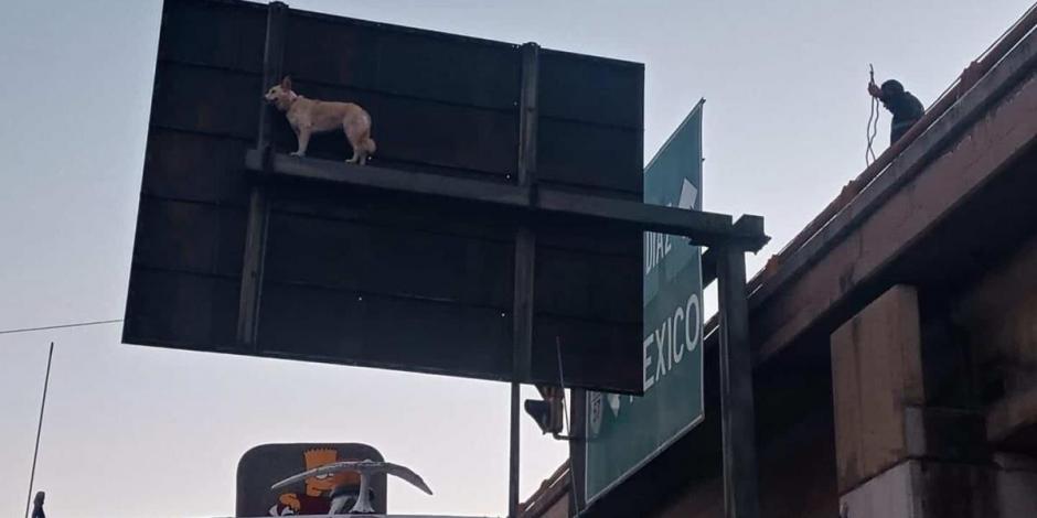 Un perrito queda atrapado a más de 10 metros de altura en la parte de atrás de una señalética vial en la capital de San Luis Potosí