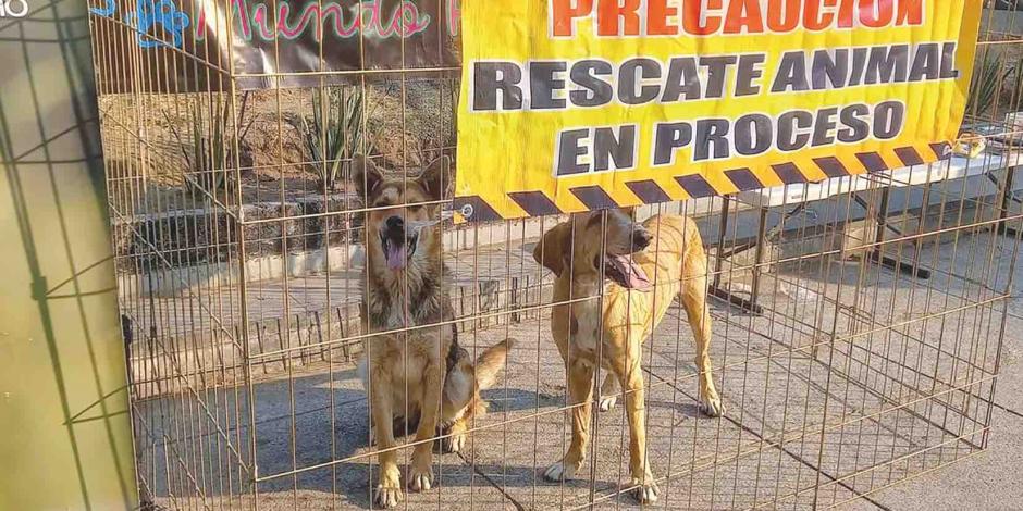 Dos canes rescatados observan a los visitantes en el refugio, ayer.