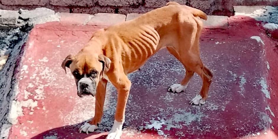 "Luna", la perrita boxer abandonada en la azotea de una casa ubicada en la alcaldía Cuauhtémoc de la CDMX.