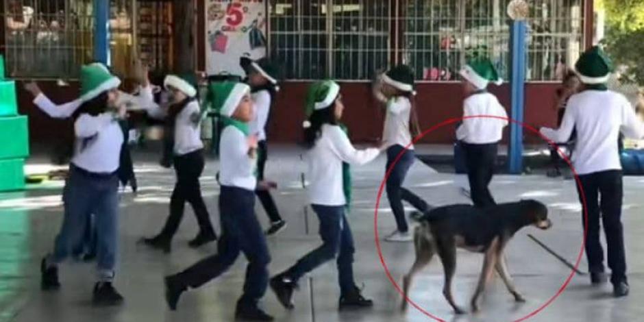 Perrito se cuela en festival navideño de escuela y se roba el show (VIDEO)