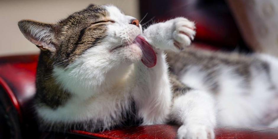 Aunque los gatos practiquen sus propios hábitos de higiene, es importante cuidarlos también.