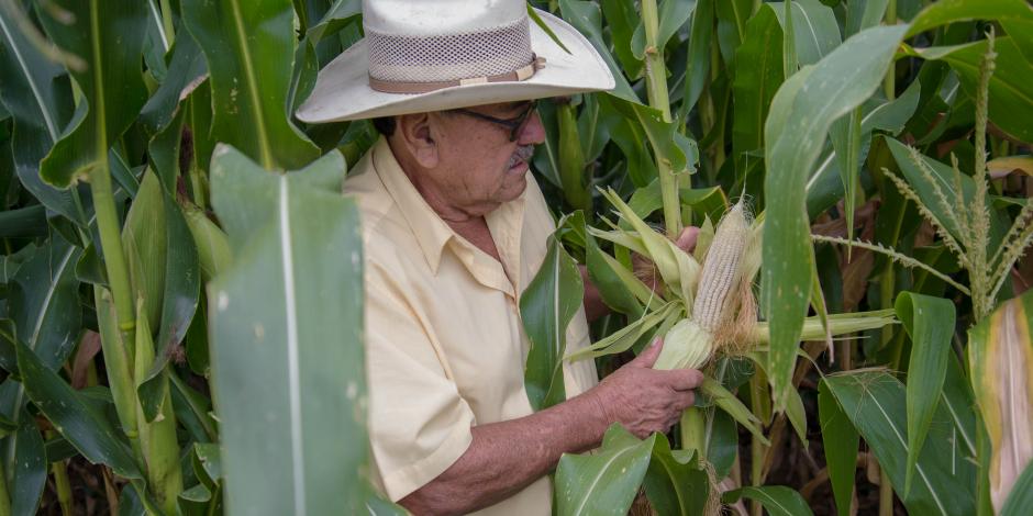 Entrega de fertilizante gratuito en Guerrero incrementó producción de maíz en 190 mil toneladas.