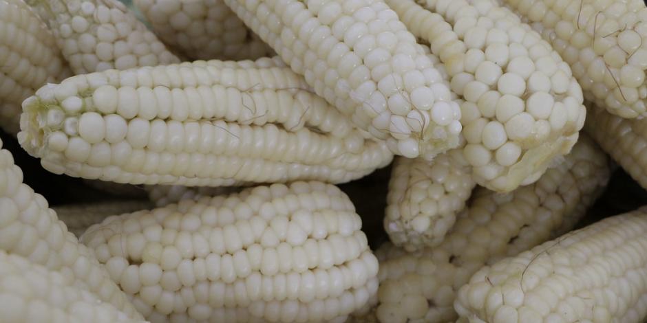 La producción de maíz en México, durante 2022, fue de 27 millones de toneladas, señala GCMA