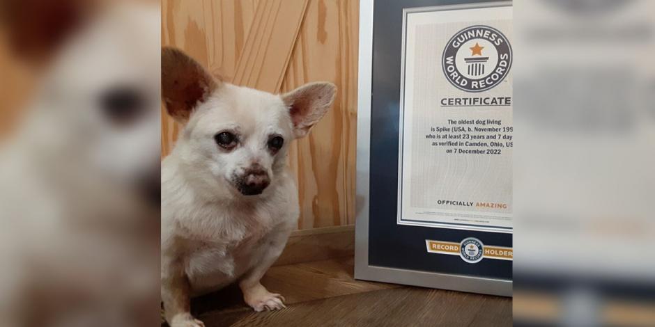 Spike junto al diploma que lo certifica como el perrito más longevo del mundo.