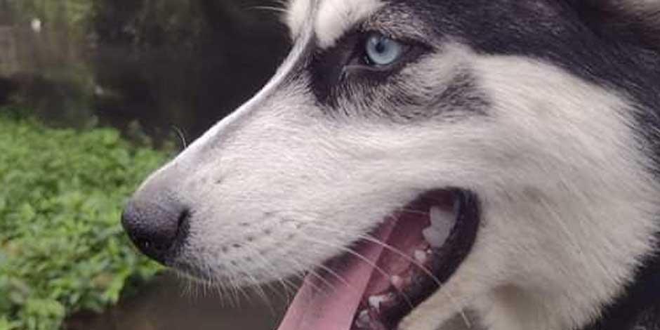 Matan a perrito husky al defender a su cuidadora de un asalto