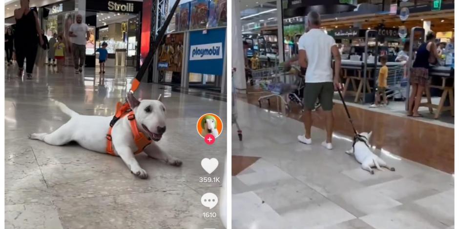 El perrito se acuesta en una plaza y su humano se ve en la necesidad de arrastrarlo por el centro comercial.