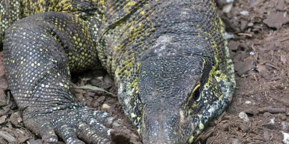 El reptil que fue rescatado en Xochimilco se puede visitar en Chapultepec.