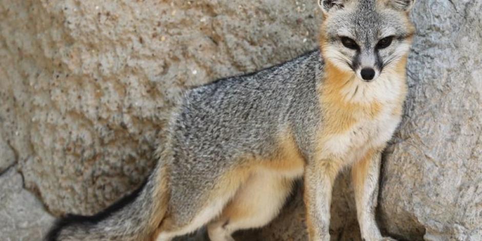 Un zorro gris infectó a un Husky de rabia; autoridades de Sonora están en vigilancia.