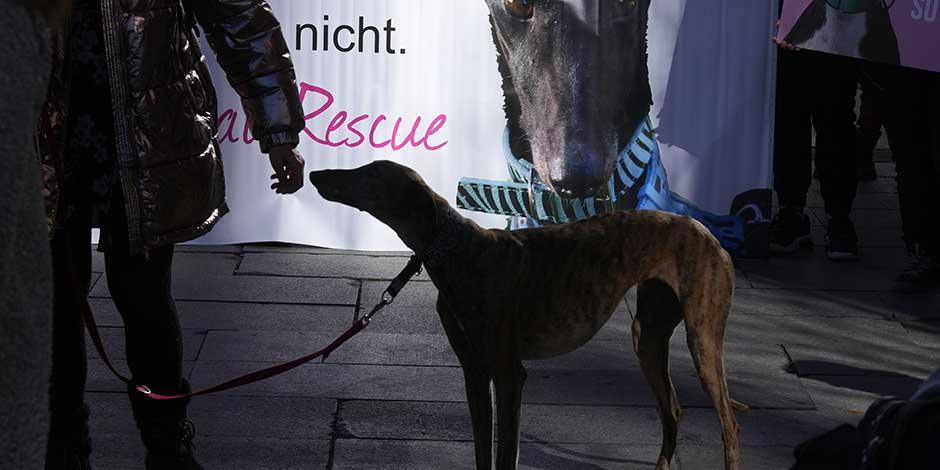 Un perro participa en una protesta contra la exclusión de algunos animales de un nuevo proyecto de ley de protección animal, en Madrid, el domingo 5 de febrero de 2023.