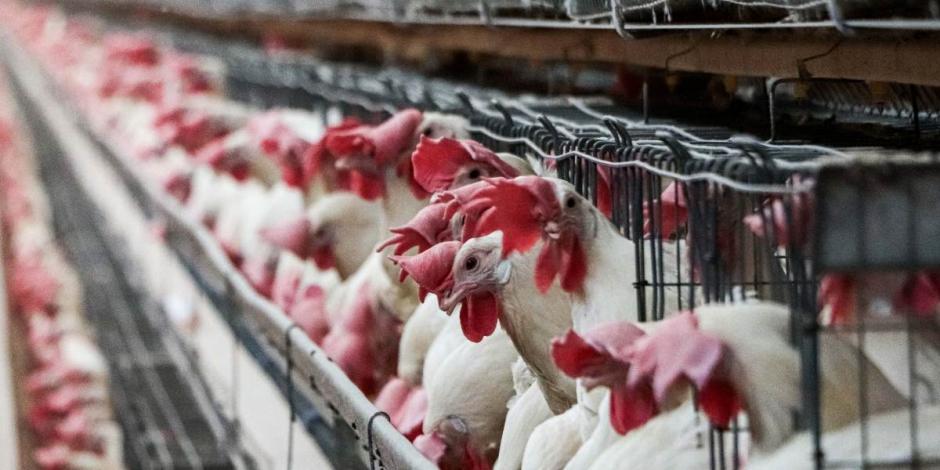 Van 3 casos de gripe aviar en humanos