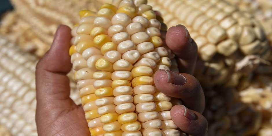 Este lunes se publicó en el Diario Oficial de la Federación (DOF) el decreto por el que se establecen diversas acciones en materia de glifosato y maíz genéticamente modificado