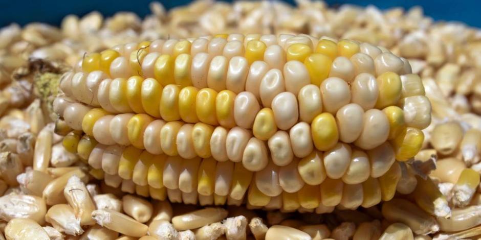 En Estados Unidos se han mostrado decepcionados por decreto sobre maíz transgénico.