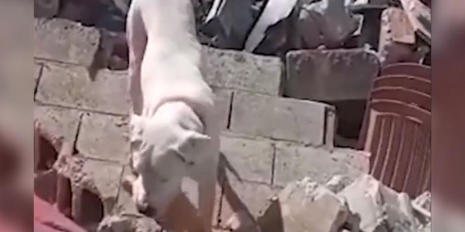 Perrito lleva comida a su dueño que sigue atrapado bajó los escombros y no ha podido se encontrado por los rescatistas