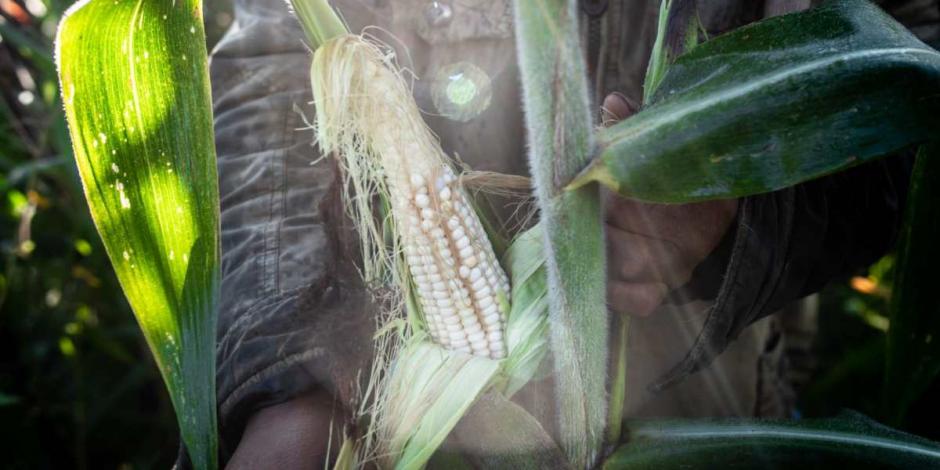 CNA advierte efectos negativos por prohibir maíz transgénico.