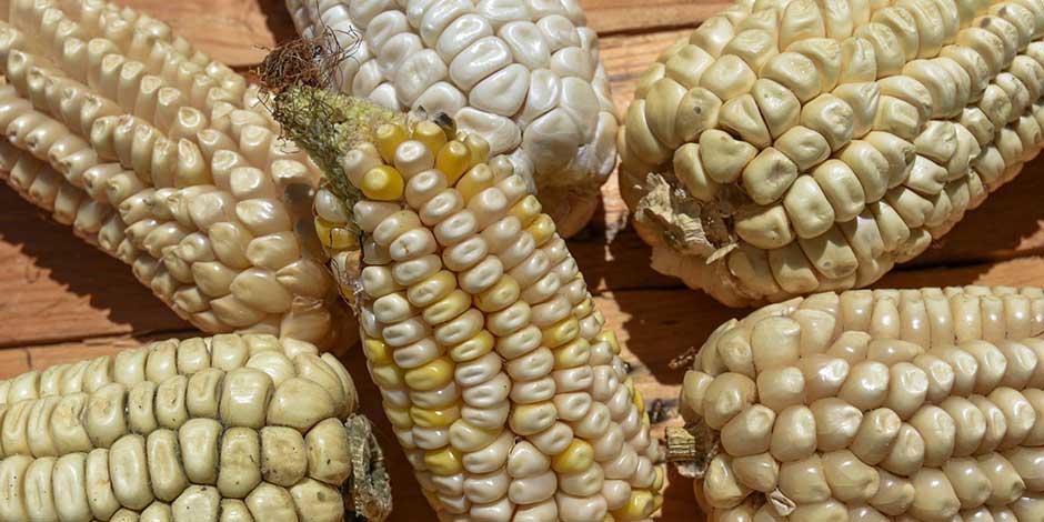Concamin pide a Economía evitar otro conflicto comercial con EU por maíz transgénico