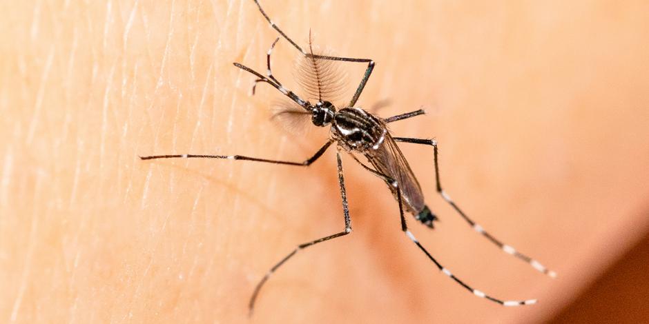 Sube 693% el dengue grave en 17 entidades