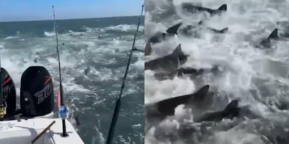 Tiburones estaban rodeando una manada de cebo, según un pescador.