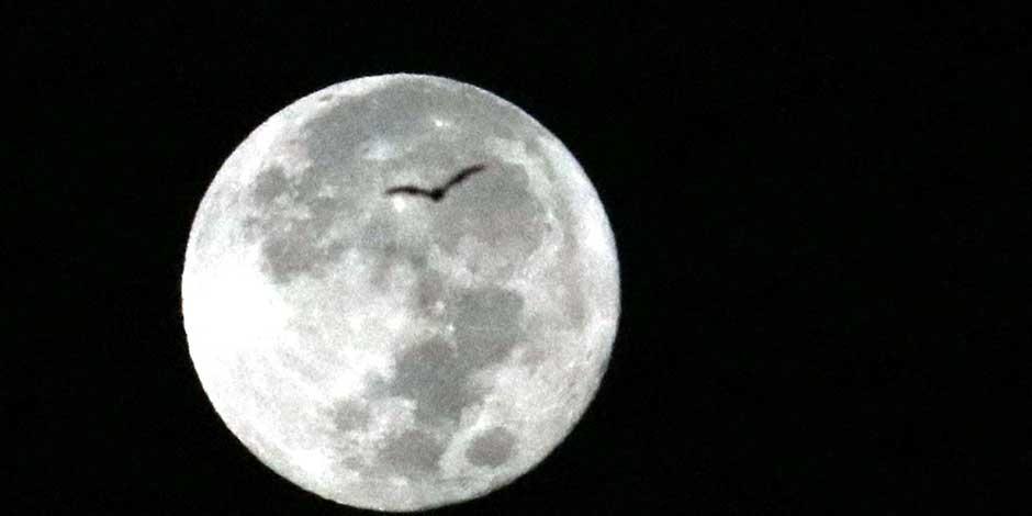 Un murciélago, como los miles que vivien en la CDMX, cruza frente a una majestuosa luna llena