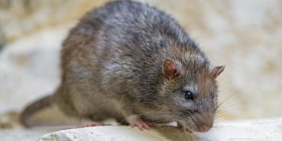 Ratas representarían una alerta sanitaria en el persistente combate a la pandemia de COVID-19.