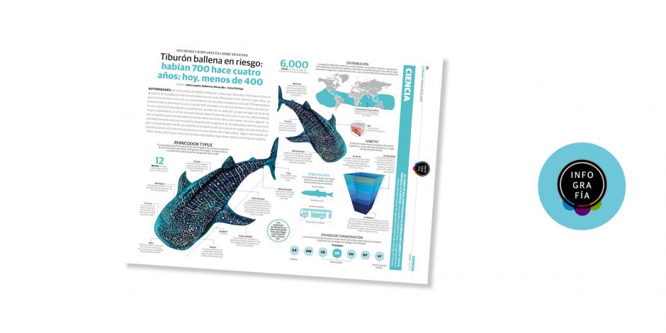 Tiburón ballena en riesgo: habían 700 hace cuatro años; hoy, menos de 400