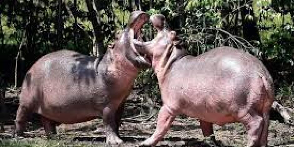 De acuerdo a la AZCARM los hipopótamos han aumentado en los márgenes del Río Magdalena en Colombia.