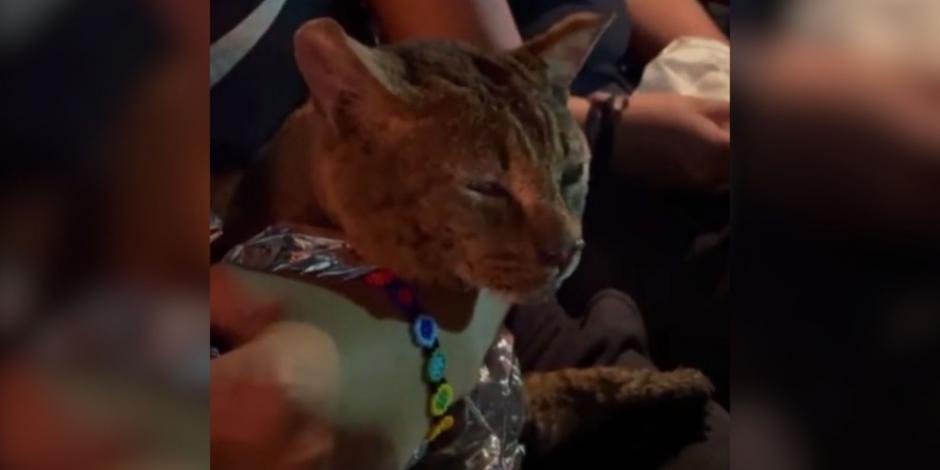 Bomberos rescatan a un gatito de las llamas durante incendio de la Central de Abasto; recibirá terapia con oxigeno
