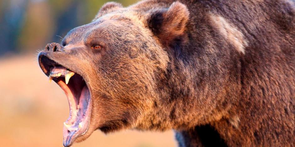 Un corredor de montaña murió tras ser atacado por un oso.
