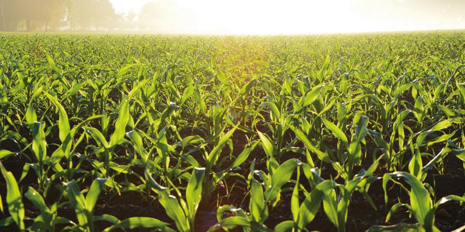 PRI defiende origen del maíz en diferendo.