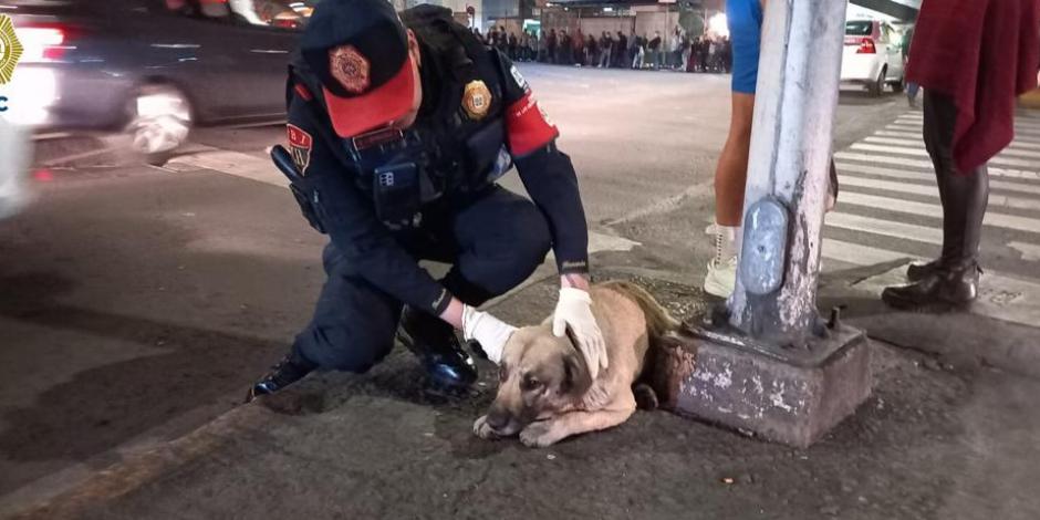Un perrito fue rescatado por policías