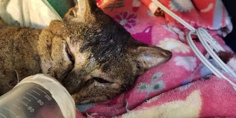 ¿Qué pasó con 'Cartoncito', el gato que fue rescatado del incendio en la Central de Abasto?