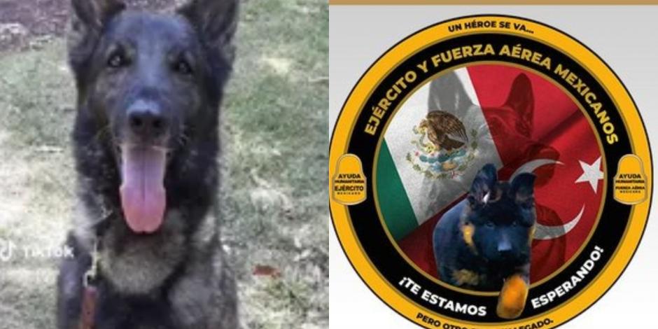 Turquía regala a México perrito para que continúe con el legado de Proteo