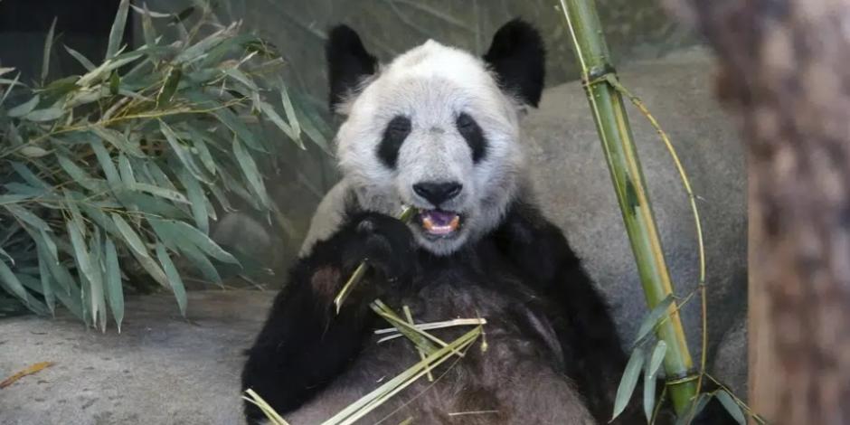 Ya Ya, una panda gigante, come bambú el 8 de abril de 2023, en el Zoológico de Memphis, Tennessee.