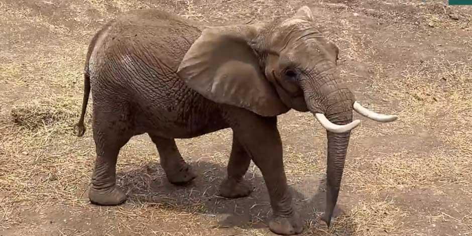 Ella es Gipsy, la elefanta africana que va a acompañar a Ely en el Zoológico de Aragón