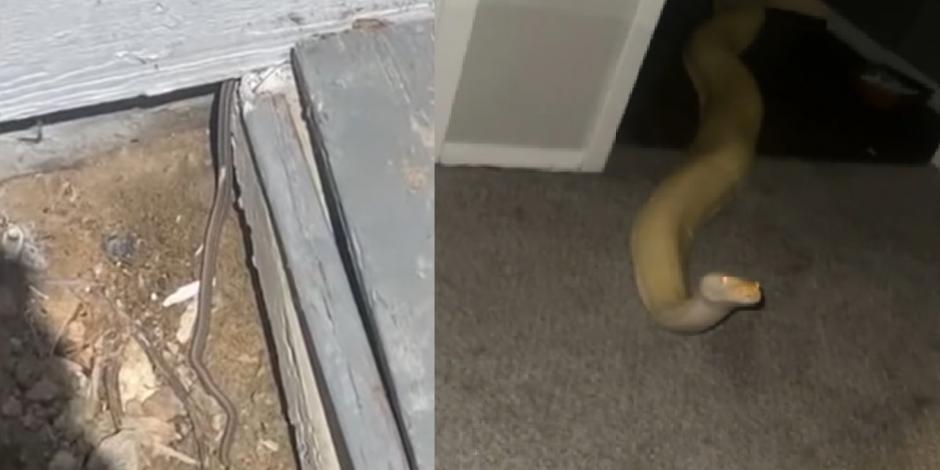 Serpientes invaden la casa de una mujer, ¡vive momentos de terror!