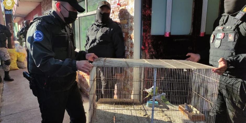 Elementos de la Policía capitalina trasladan algunas aves aseguradas en los cateos simultáneos de que se informó ayer.