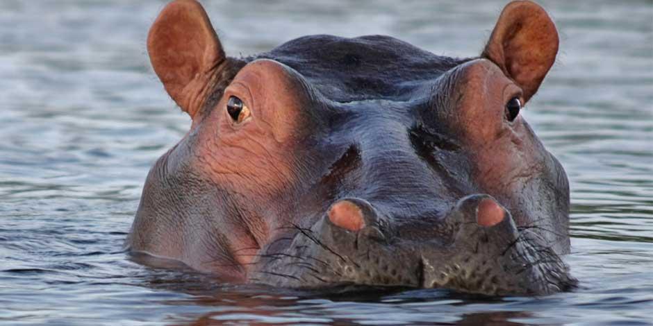 En la imagen, un hipopótamo en el agua