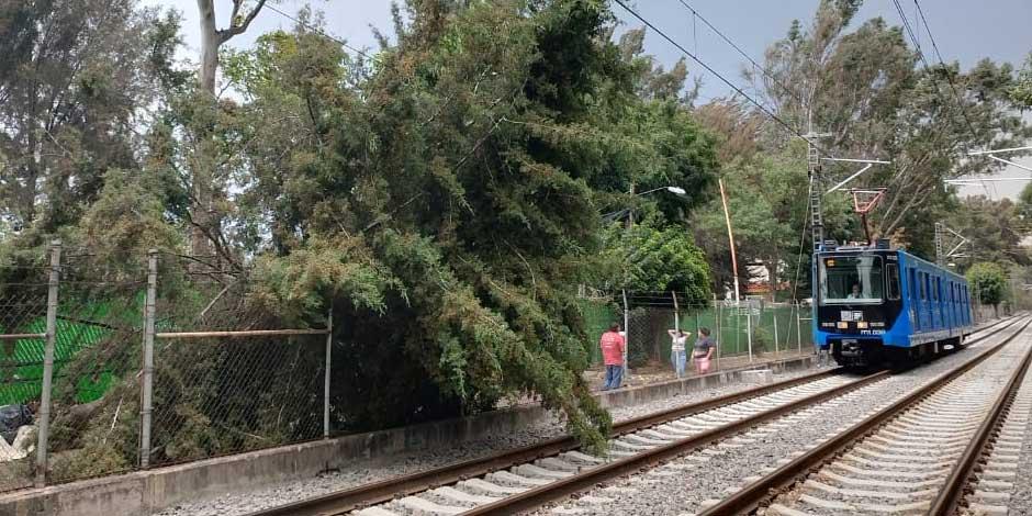 El servicio del Tren Ligero se vio interrumpido este lunes por la caída de un árbol