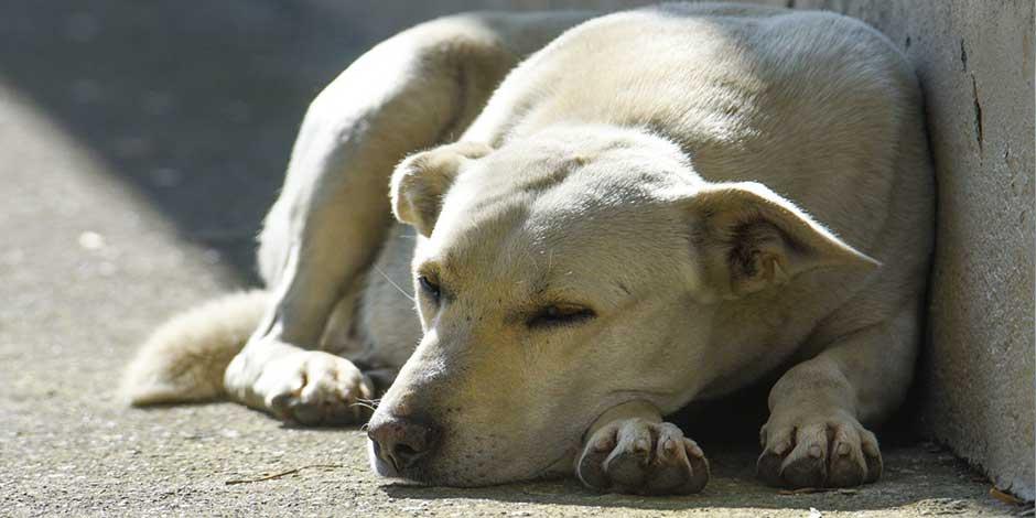 Autoridades del Estado de México no descansarán hasta encontrar al responsable de arrojar a un canino a un cazo con aceite hirviendo