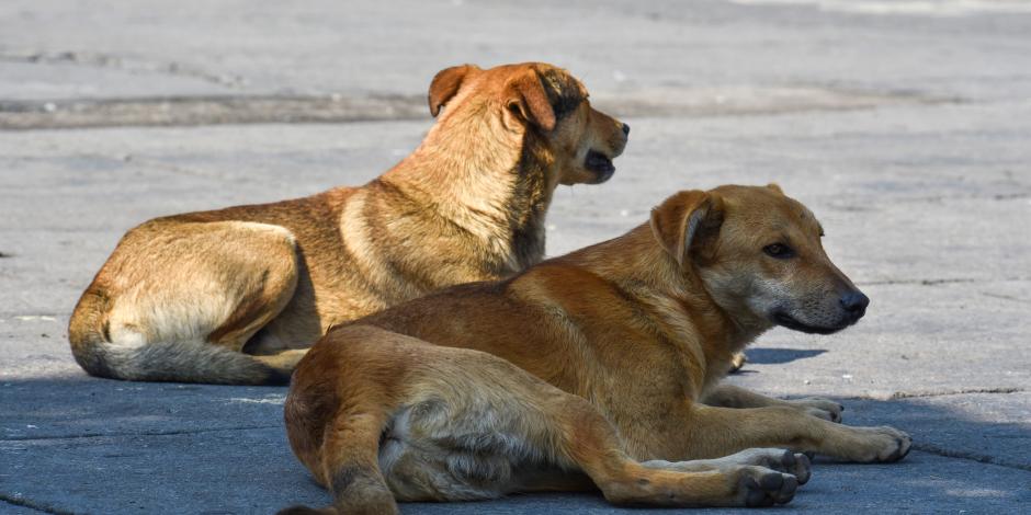 Dos perros fueron captados refugiándose del sol en calles de la cabecera municipal de Almoloya de Juárez, ayer.