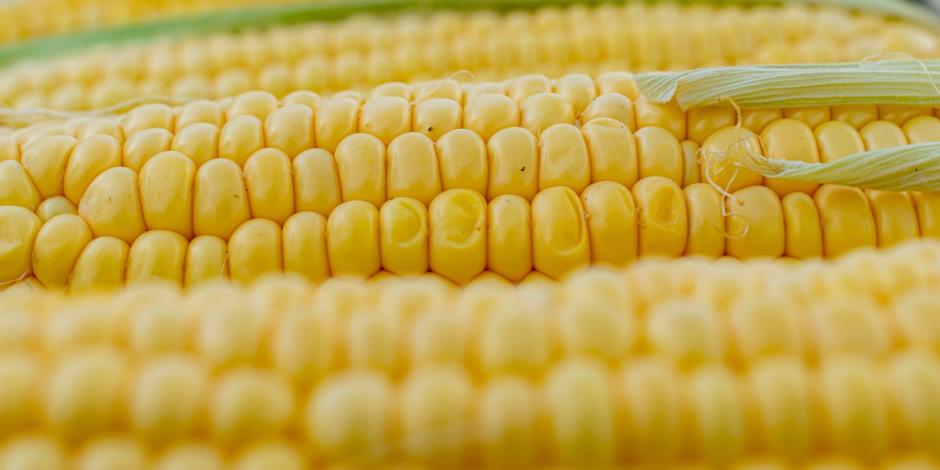 4T aumentará arancel al maíz transgénico