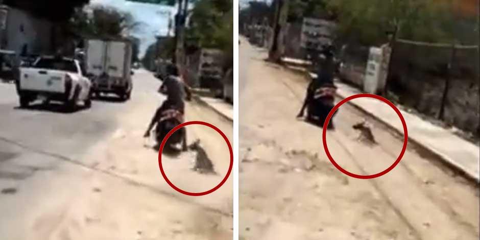 La secuencia de imágenes muestra el momento en que un motociclista arrastra a un perro por la calle