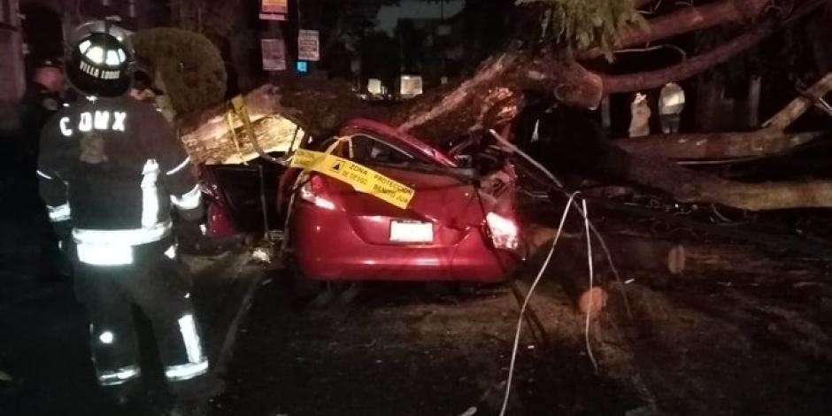 Una mujer murió luego de que un árbol de 20 metros de altura cayó sobre su vehículo en la alcaldía Benito Juárez.