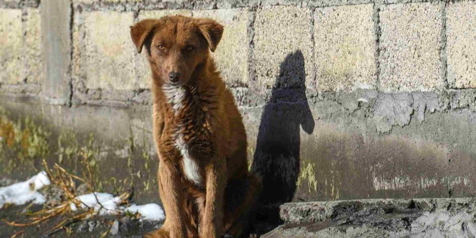En México, siete de cada 10 perros sufre maltrato y abandono.