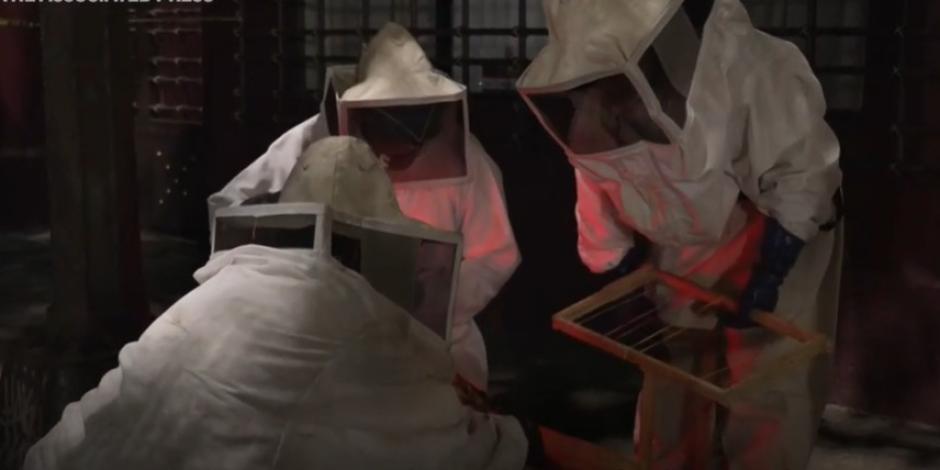 Un grupo de mujeres se dedica a proteger a las abejas en la CDMX.