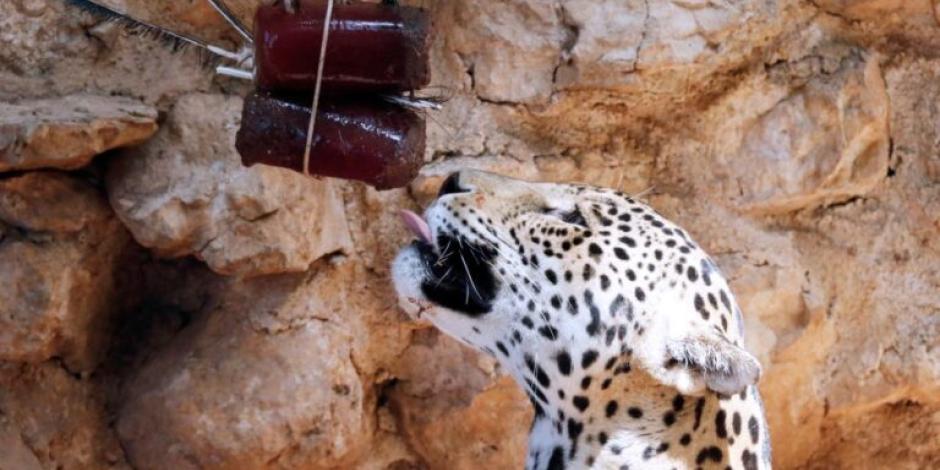 No sólo en CDMX sino también en otros zoológicos de México, como en el de Mérida, se lleva a cabo esta práctica.