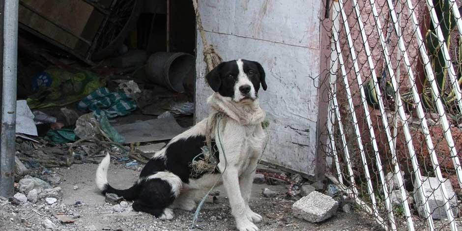 Un aspecto del abandono de mascotas en México