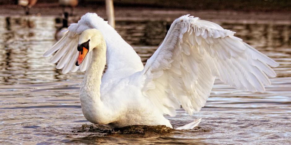 De acuerdo con medios locales, los cisnes consumieron amapolas durante cuatro meses.