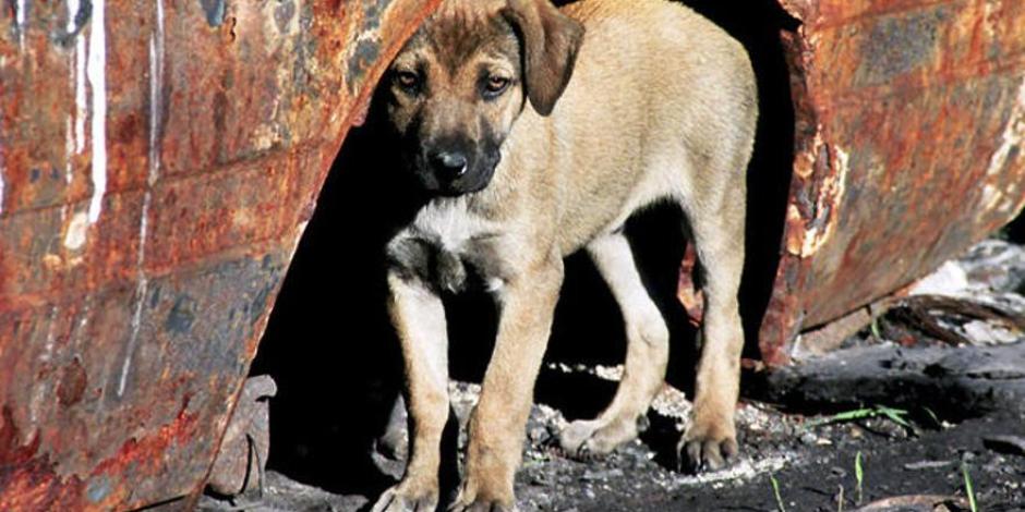 Yucatán registra envenenamiento masivo de perros y gatos.