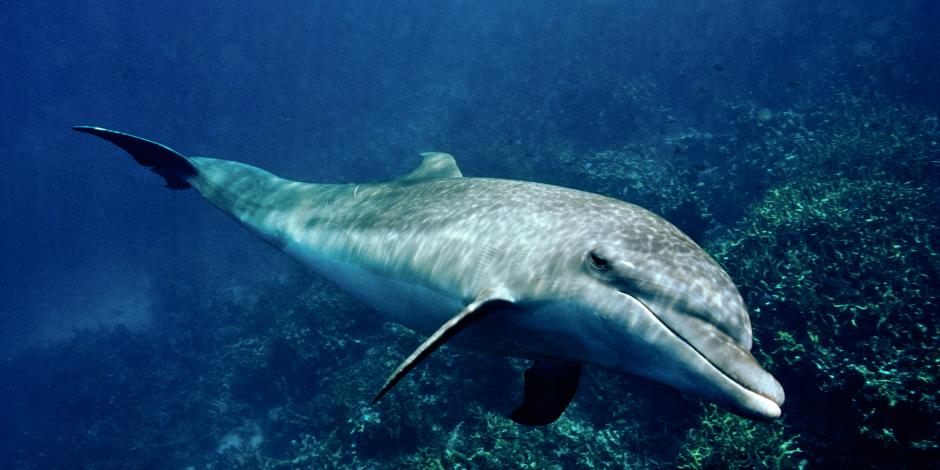 Los delfines son entrenados en Rusia.