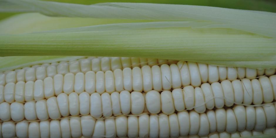 México anuncia arancel del 50% a importaciones de maíz blanco.